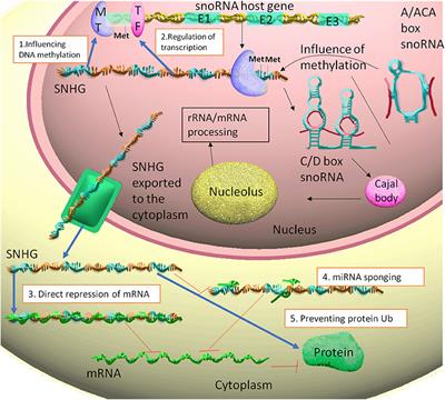 An Emerging Class of Long Non-coding RNA With Oncogenic Role Arises From the snoRNA Host Genes